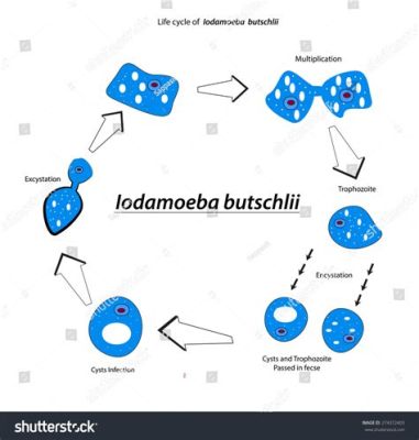  Iodamoeba: A Microscopic Master of Adaptation Hiding In Plain Sight!