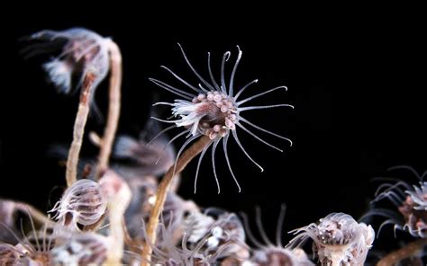  Utricularia: En hydrozoisk koloni som kan fånga byte med hjälp av sin fantastiska tentakelstruktur!