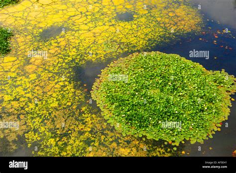  Yellow-Green Algae! A Tiny Treasure Trove of Photosynthetic Power and Evolutionary Curiosity