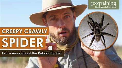  Baboon Spider! A Creepy-Crawly Champion That Builds Intricate Silk Traps Like an Architect