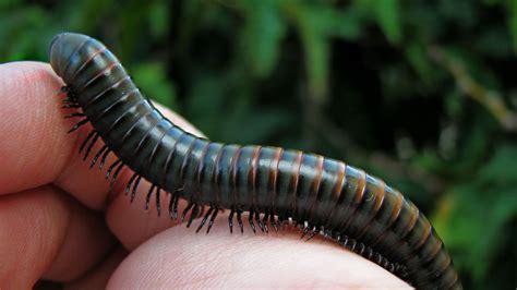  Brandt'sMillipede! A Fascinating Creature With More Legs Than You Can Count