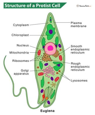 Didinium, Den Encelliga Protozoan Med En Svärdlik Form Och En Söt tand För Alger!