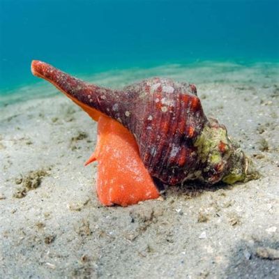 Doto! En fascinerande sjösnäcka med ett otroligt vackert utseende som lever i de tropiska haven.