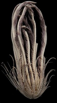  Filamentous Feather Star –  Discover The Intricate World of These Colorful, Arm-Waving Dwellers Of The Deep!