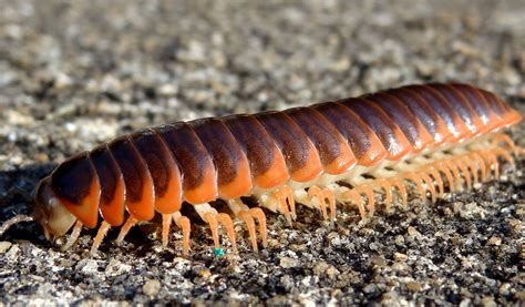  Flaky Millipede: A Creature Whose Exoskeleton Shimmers Like Gems Underneath the Moonlit Forest Floor