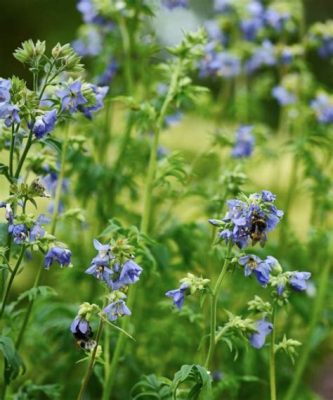  Florfliegen! De små blomstridares fantastiska förmåga att imitera andra insekter för att överlista sina fiender