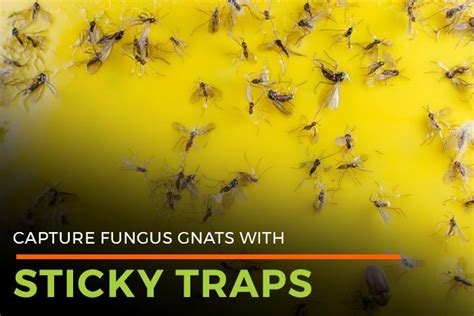  Fungus Gnat: Unveiling the Hidden World of These Tiny Decomposers That Are Essential for Ecosystem Health!