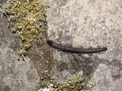  Haustellata: En Myriapoda som Är Både Skygg och Svärmande i Det Döda Lövet!