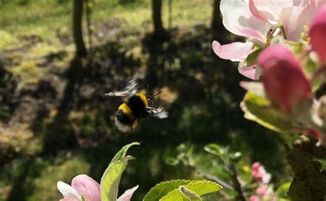   Hornflugan – En fascinerande insekt som både är en effektiv pollinatör och ett viktigt byte för fåglar!