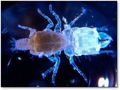 Infused Isopods - A Miniature World Hidden Within the Depths! 