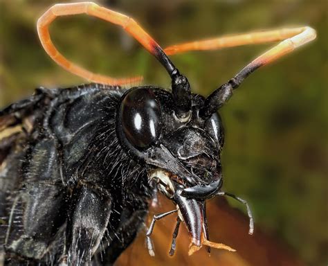  Insekt, insekten som är liten och söt men också en formidabel jägare!