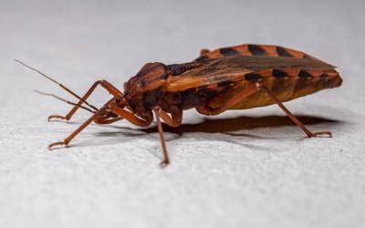  Kissing bug: Ett mystiskt fläckig djur som lever i symbios med bakterier och sprider sjukdomar!