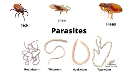  Mikrosporidier – En förbryllande liten parasit som påverkar allt från insekter till människor!