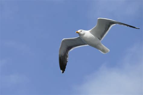  Nacktrast - EnFågelSomFlygerMedEnElegansSomÖverträffarEnBalettDansös OchDess Röda NäbbÄrSåGlittrandeAttDetNästanKanTaDigTillHimlen!