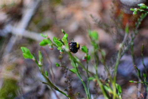  Nattblomma: En Blommande Hybrida Av Djur- Och Värdoms Kungadömet!