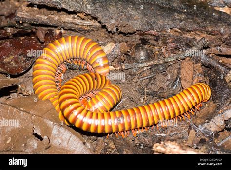  Orange Millipedes – Can These Fiery Arthropods Crawl Through Your Dreams?