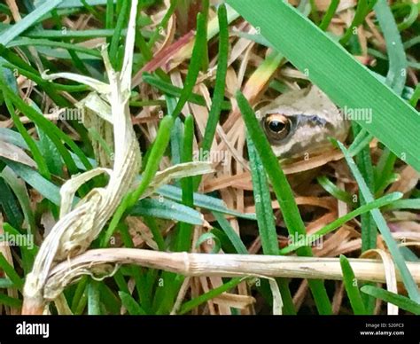  Pälsgrodan: En liten, livlig paddare som gärna gömmer sig i det fuktiga undervegetationen!