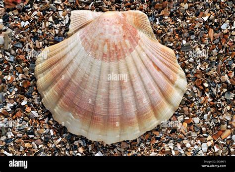  Pecten - En Strandpromenad Med Spetsig Skönhet Och Mjölkvit Sand!