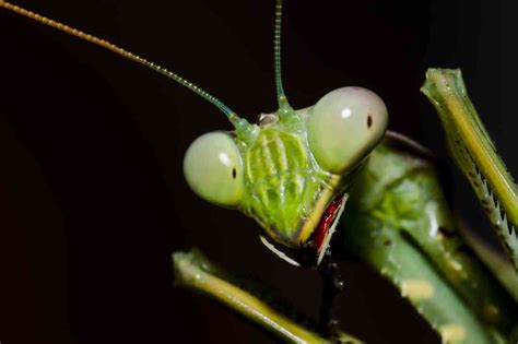  Praying Mantis - En Fascinerande Predatör med Ögon som Ser 360 Grader!