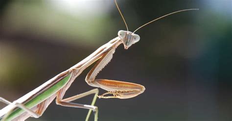  Praying Mantis – En Fascinerande Jaktpåse Som Kan Rotera Dess Huvud 360 Grader!