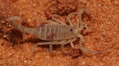  Pseudoscorpione: En Liten Skorpion Imorgon Kommer Att Bli Din Bästa Vän!