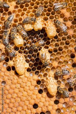  Queen Bee – En Kunglig Honungssamlare Med Svinande Styrka Och Fruntimmerlig Glädje