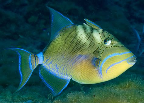  Queen Triggerfish: En Lika Kraftig Som Fascinerande Fisk Med Ett Läckert Uppmärksamhetsutbrott!