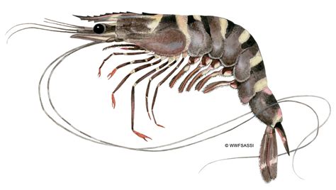  Queensland Giant Prawn: En Sällsynt Smådjurskille Med Skalet Som Lyser I Mörkret!