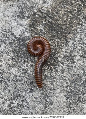 Question Mark: Quivering Millipedes - These Undulating Creatures Are Masters Of Decomposition And Underground Architects!