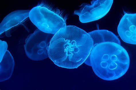  Quilted Jellyfish: A Tiny Marvel That Floats Through Life Like It Owns the Ocean! 