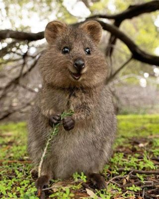  Quokka! Den sötaste marsupialen som också är en expert på att hantera stress