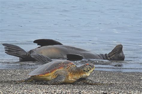  Terrapin – En kryp som älskar att bada i det varma solskinet och gömma sig under den tjocka lera!