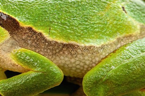  Trekking Toad!  Discover the Wonders of This Nocturnal Amphibian with Unique Skin Properties