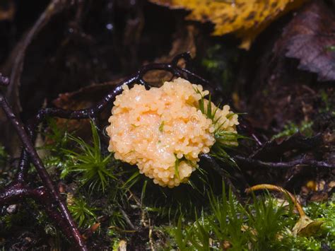 Tubifera! En Fascinerande Kalkspong med Världsomvandlande Fördelarna av Mikroskopisk Livskraft.