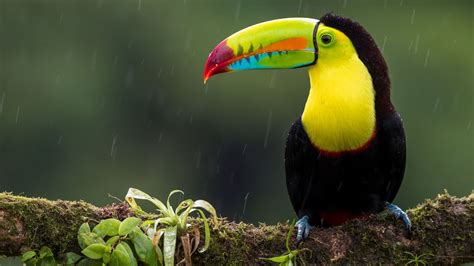  Tucan! Den färgglada fågeln som slår rekord i näbblängd