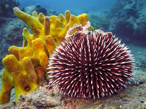 Urchin! A Colorful Cushion That Secretly Houses Powerful Predators