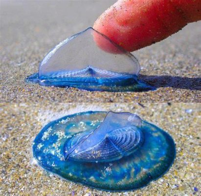  Velella velella – En hypnotisk flytning i det öppna havet! 