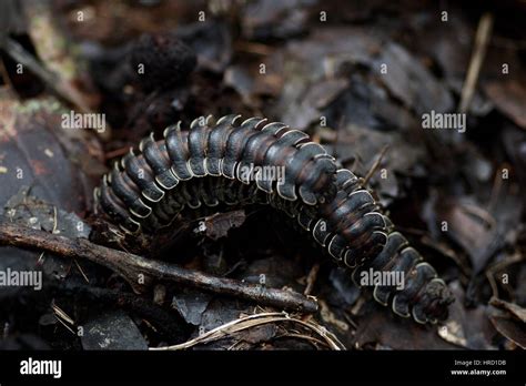  Wangell Millipede: A Miniature Armored Tank Traversing the Forest Floor With Exquisite Precision!