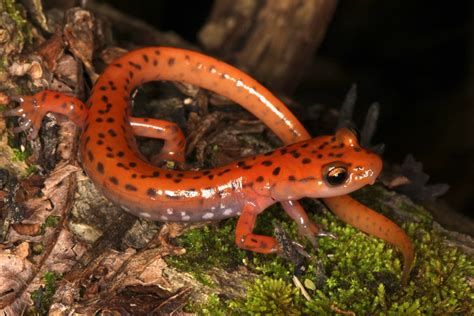  Xantus' Salamander -  En Mystisk Grottsalamander som Lär oss Att Överleva i Vattenfria Världar!