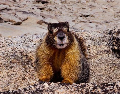   Yellow-bellied Marmot - En underjordisk partyexpert med en förmåga att förutsäga våren!