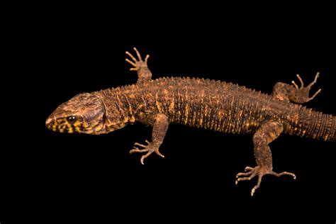  Yellow-Spotted Lizard! A Reptile Known for its Camouflage Expertise and Voracious Appetite