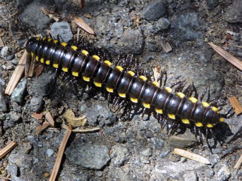  Yellow-Spotted Millipede – En Gigantisk Insekts Kung Med Ett Smaksätt För Råtta Avfall!