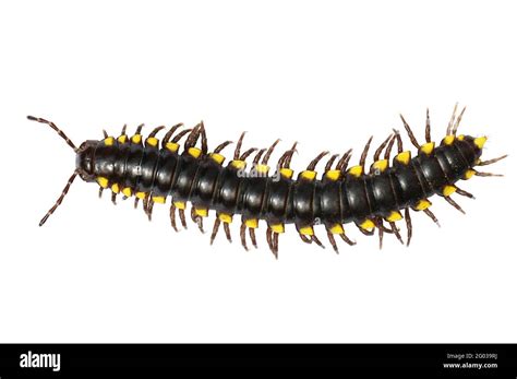  Yellow-Spotted Millipede - A Striking Crawler That Thrives on Decay and Loves Its Underground Lair!