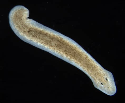  Yellow-spotted Planarian: This Tiny Flatworm is a Master of Regeneration!